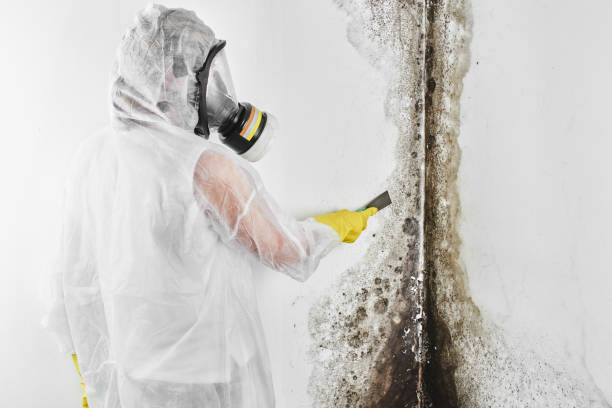Best Commercial Mold Removal  in Santa Rosa, NM