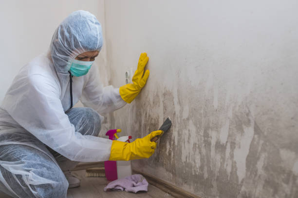 Best Professional Mold Removal  in Santa Rosa, NM