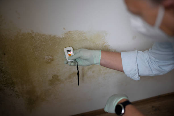 Best Emergency Mold Removal  in Santa Rosa, NM
