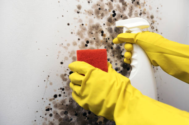 Best Crawl Space Mold Removal  in Santa Rosa, NM