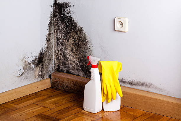 Best Mold Removal Company Near Me  in Santa Rosa, NM