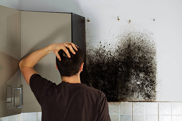 Best Certified Mold Removal  in Santa Rosa, NM