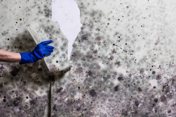 Certified Mold Removal in Santa Rosa, NM